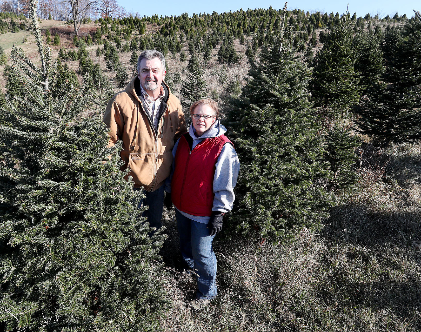 Pederson's Christmas Tree Farm